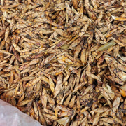 Lao Ying Cha 老鹰茶, Litsea Coreana Buds Leaf, Hawk Tea, Chongqing Eagle Tree Tea-Health Wisdom™