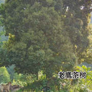 Lao Ying Cha 老鹰茶, Litsea Coreana Buds Leaf, Hawk Tea, Chongqing Eagle Tree Tea-Health Wisdom™