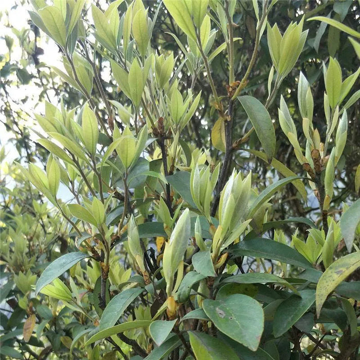 Lao Ying Cha 老鹰茶, Litsea Coreana Leaves, Red Hawk Tea, Chongqing Eagle Tree Leaf Tea-Health Wisdom™