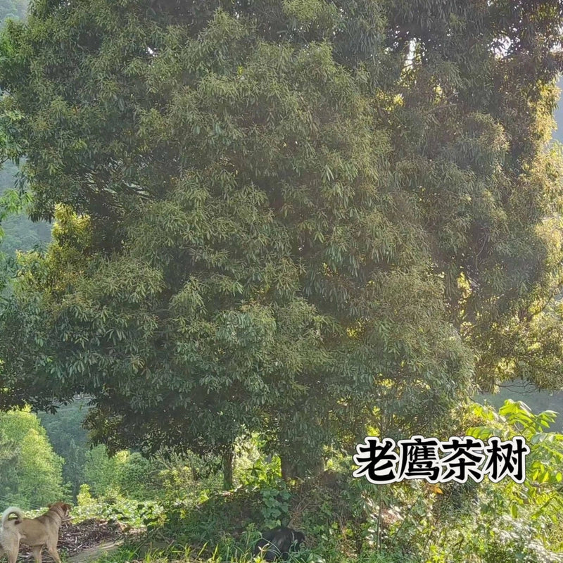 Lao Ying Cha 老鹰茶, Litsea Coreana Leaves, Red Hawk Tea, Chongqing Eagle Tree Leaf Tea-Health Wisdom™