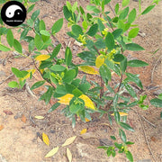 Le Ge Wang 了哥王, Radix Wikstroemae, Indian Stringbush Root, Di Mian Gen-Health Wisdom™