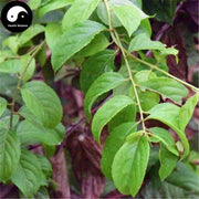 Lei Gong Teng 雷公藤, Common Threewingnut Root, Radix Tripterygii Wilfordii-Health Wisdom™