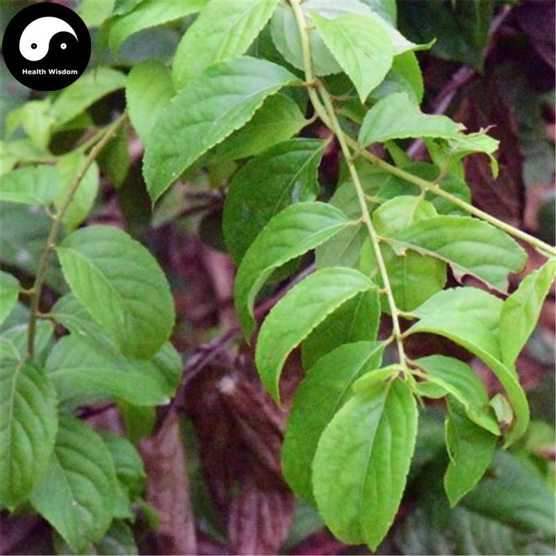 Lei Gong Teng 雷公藤, Common Threewingnut Root, Radix Tripterygii Wilfordii-Health Wisdom™