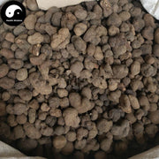 Lei Wan 雷丸, Omphalia Fruiting Body, Mylitta, Thunderball Fungus-Health Wisdom™