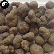 Lei Wan 雷丸, Omphalia Fruiting Body, Mylitta, Thunderball Fungus-Health Wisdom™