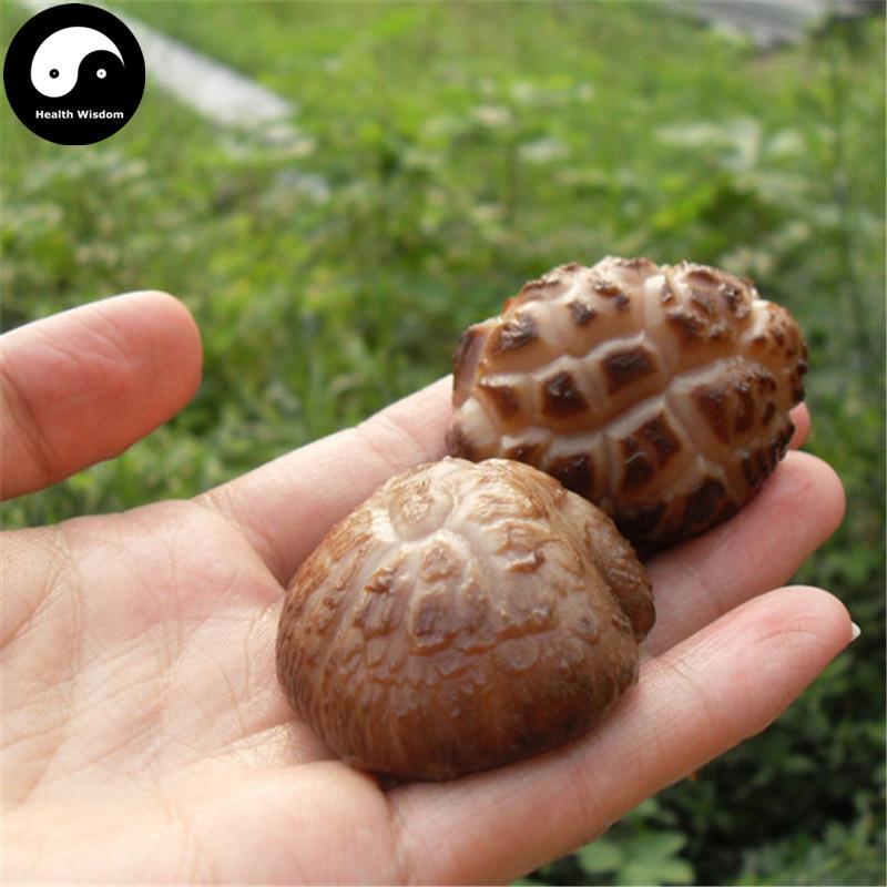 Lentinan Mushroom, Chinese Shiitake Mushroom, Hua Gu 花菇-Health Wisdom™