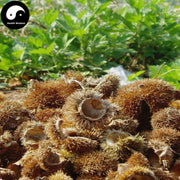 Li Zi Ke 栗子壳, Shell of Chestnut, Li Mao Qiu, Li Mao Ke-Health Wisdom™
