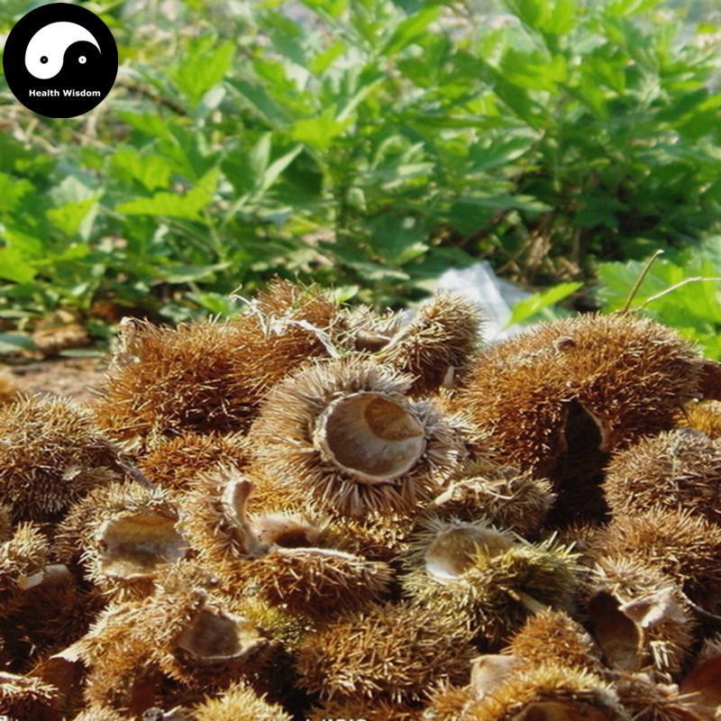 Li Zi Ke 栗子壳, Shell of Chestnut, Li Mao Qiu, Li Mao Ke-Health Wisdom™