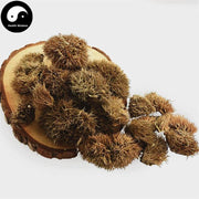 Li Zi Ke 栗子壳, Shell of Chestnut, Li Mao Qiu, Li Mao Ke-Health Wisdom™
