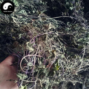 Lian Qian Cao 连钱草, Longtube Ground Ivy Herb, Herba Glechoma Longituba, Huo Xue Dan Cao-Health Wisdom™