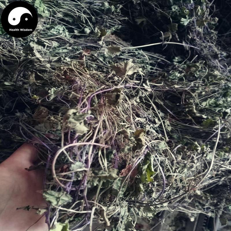 Lian Qian Cao 连钱草, Longtube Ground Ivy Herb, Herba Glechoma Longituba, Huo Xue Dan Cao-Health Wisdom™