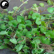 Lian Qian Cao 连钱草, Longtube Ground Ivy Herb, Herba Glechoma Longituba, Huo Xue Dan Cao-Health Wisdom™
