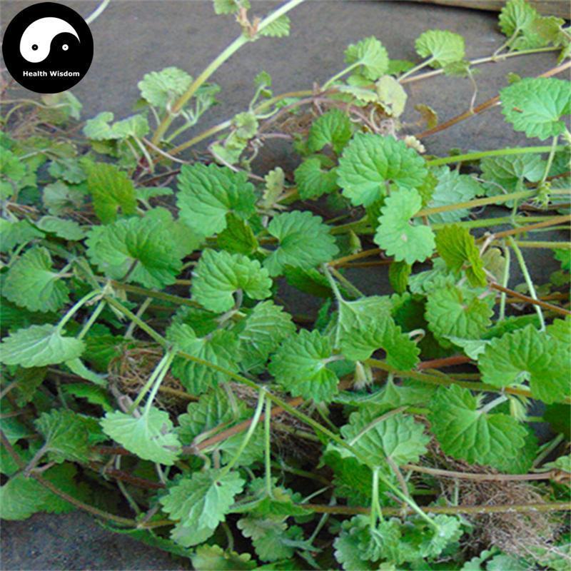 Lian Qian Cao 连钱草, Longtube Ground Ivy Herb, Herba Glechoma Longituba, Huo Xue Dan Cao-Health Wisdom™
