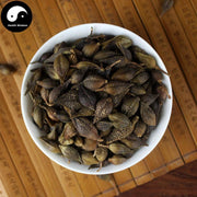Lian Qiao 連翹, Lao Qiao, Fructus Forsythiae, Forsythia Suspensa-Health Wisdom™