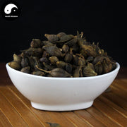 Lian Qiao 連翹, Lao Qiao, Fructus Forsythiae, Forsythia Suspensa-Health Wisdom™