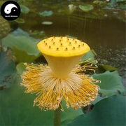 Lian Xu 蓮須, Lotus Stamen, Stamen Nelumbinis-Health Wisdom™