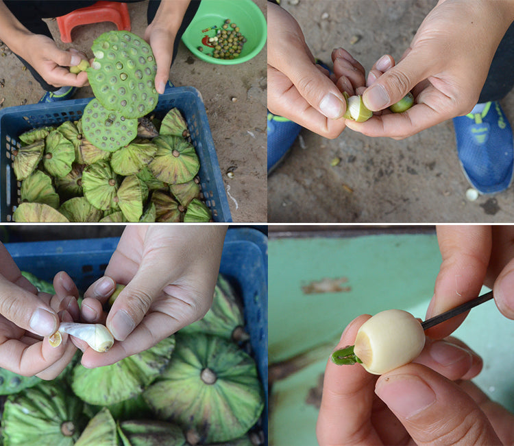 Lian Zi Xin 蓮子芯, Lotus Plumule, Lian Xin, Plumula Nelumbinis-Health Wisdom™