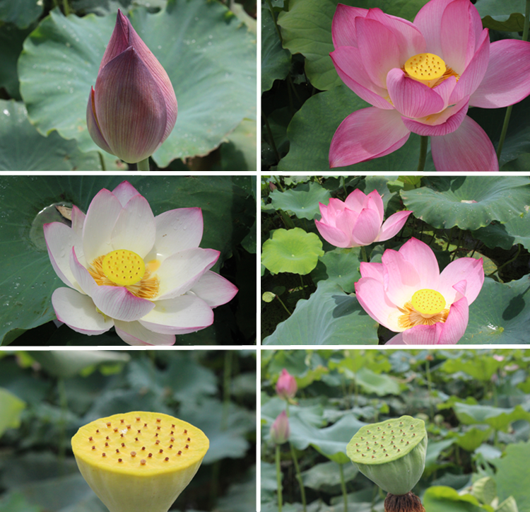 Lian Zi Xin 蓮子芯, Lotus Plumule, Lian Xin, Plumula Nelumbinis-Health Wisdom™