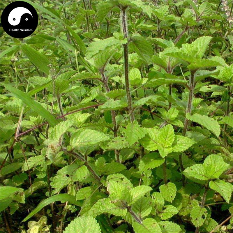 Buy Best Herb Liang Fen Cao 凉粉草, Chinese Mesona Herb, Mesona Chinensis —  Health Wisdom™
