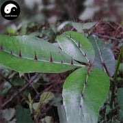 Liang Mian Zhen Gen 兩面針, Radix Zanthoxyli, Shinyleaf Pricklyash Root, Ru Di Jin Niu-Health Wisdom™