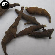 Liang Tou Jian 两头尖, Rhizoma Anemones Raddeanae, Radde Anemone Rhizome, Zhu Jie Xiang Fu-Health Wisdom™