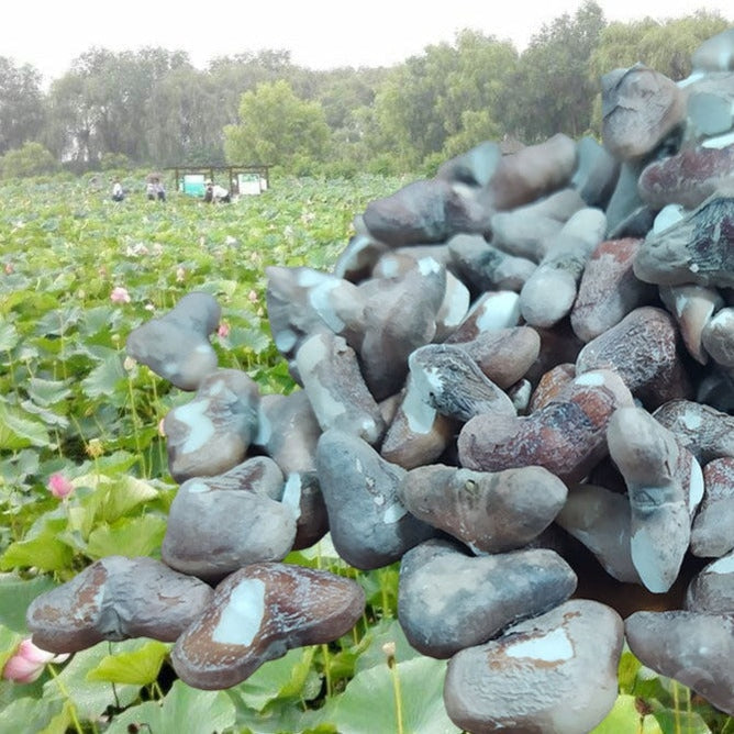 Ling Jiao Mi 菱角米, Water Chestnut Meat, Water Calptrop Base Peel, Trapa Bispinosa, Gui Jian Chou-Health Wisdom™