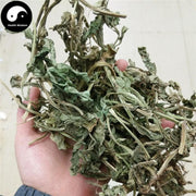 Ling Ling Xiang 零陵香, Lysimachia foenum-graecum Hance, Ling Xiang Cao-Health Wisdom™