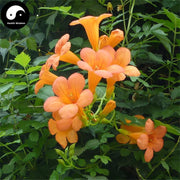 Ling Xiao Hua 淩霄花, Chinese Trumpetcreeper Flower Tea, Flos Campsis, Zi Wei-Health Wisdom™