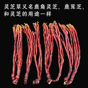 Ling Zhi Cao 灵芝草 Deer Antler Ganoderma Lucidum Tea, Reishi Mushroom, Fou Shou Ling Zhi-Health Wisdom™