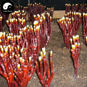Ling Zhi Cao 灵芝草 Deer Antler Ganoderma Lucidum Tea, Reishi Mushroom, Fou Shou Ling Zhi-Health Wisdom™