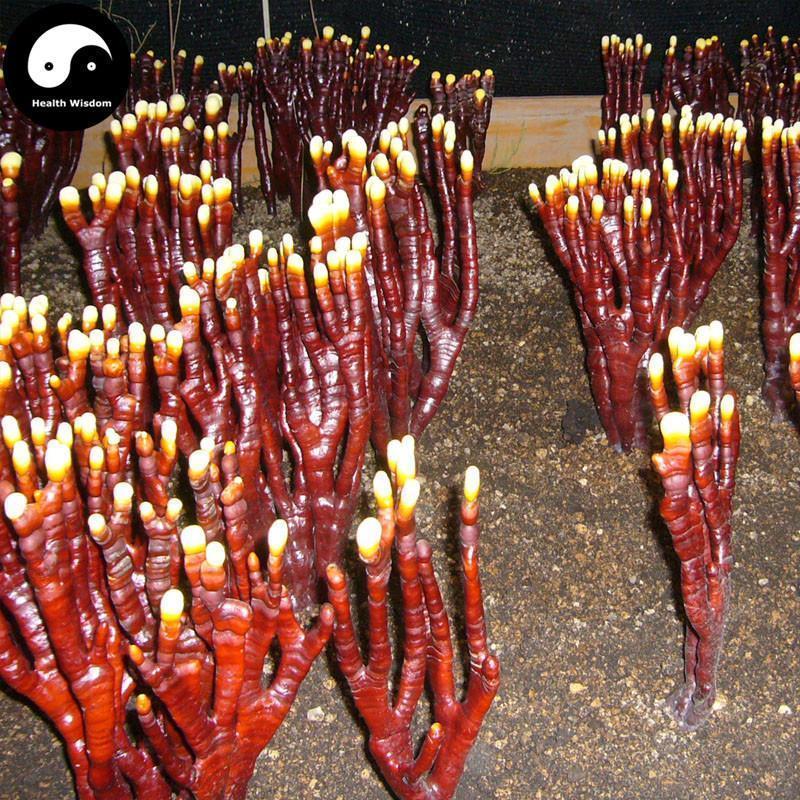 Ling Zhi Cao 灵芝草 Deer Antler Ganoderma Lucidum Tea, Reishi Mushroom, Fou Shou Ling Zhi-Health Wisdom™