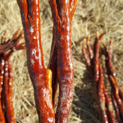 Ling Zhi Cao 灵芝草 Deer Antler Ganoderma Lucidum Tea, Reishi Mushroom, Fou Shou Ling Zhi-Health Wisdom™