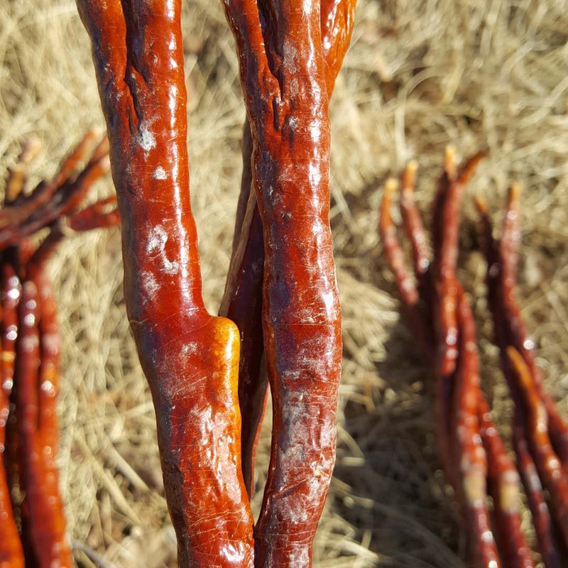Ling Zhi Cao 灵芝草 Deer Antler Ganoderma Lucidum Tea, Reishi Mushroom, Fou Shou Ling Zhi-Health Wisdom™