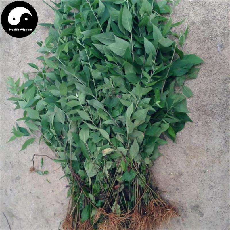 Liu Ji Nu 南劉寄奴, Diverse Wormwood Herb, Herba Artemisiae Anomalae, Qi Hao-Health Wisdom™
