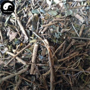 Liu Yue Xue 六月雪, Bai Ma Gu 白馬骨, Snow of June Herb, Herba Serissae-Health Wisdom™
