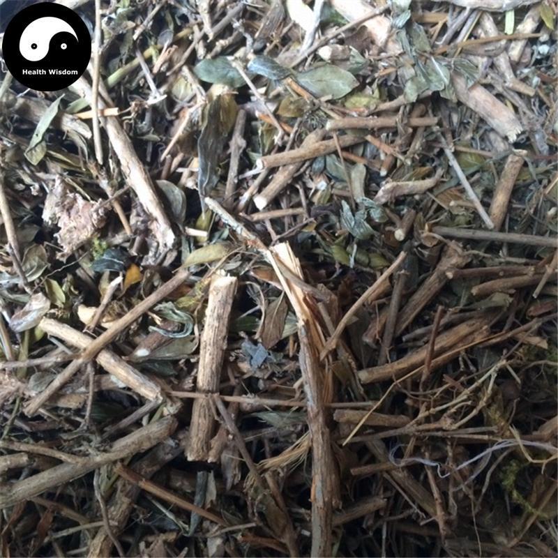 Liu Yue Xue 六月雪, Bai Ma Gu 白馬骨, Snow of June Herb, Herba Serissae-Health Wisdom™