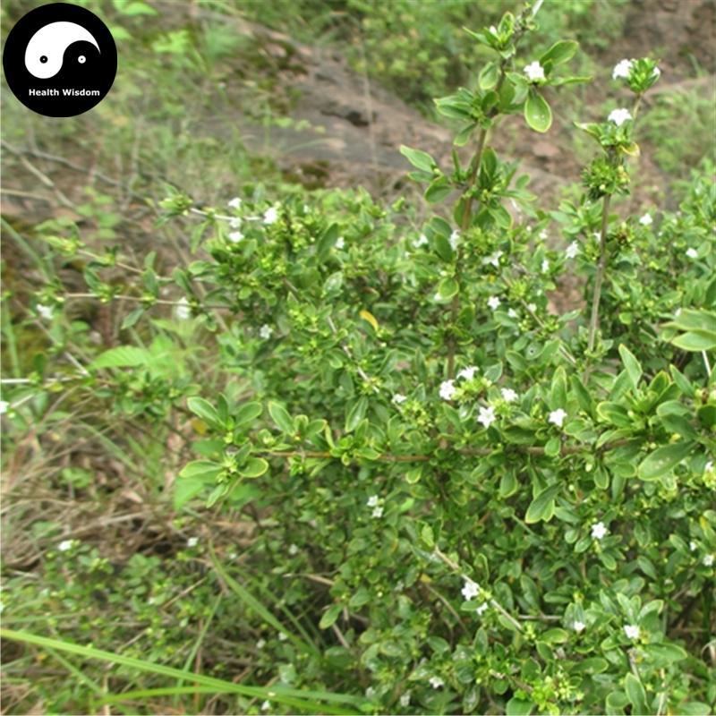 Liu Yue Xue 六月雪, Bai Ma Gu 白馬骨, Snow of June Herb, Herba Serissae-Health Wisdom™