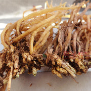 Long Dan Cao 龙胆草, Radix Gentianae, Chinese Gentian Root, Gentiana Scabra-Health Wisdom™