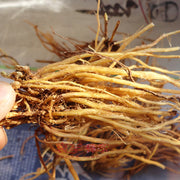 Long Dan Cao 龙胆草, Radix Gentianae, Chinese Gentian Root, Gentiana Scabra-Health Wisdom™