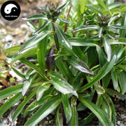 Long Dan Cao 龙胆草, Radix Gentianae, Chinese Gentian Root, Gentiana Scabra-Health Wisdom™