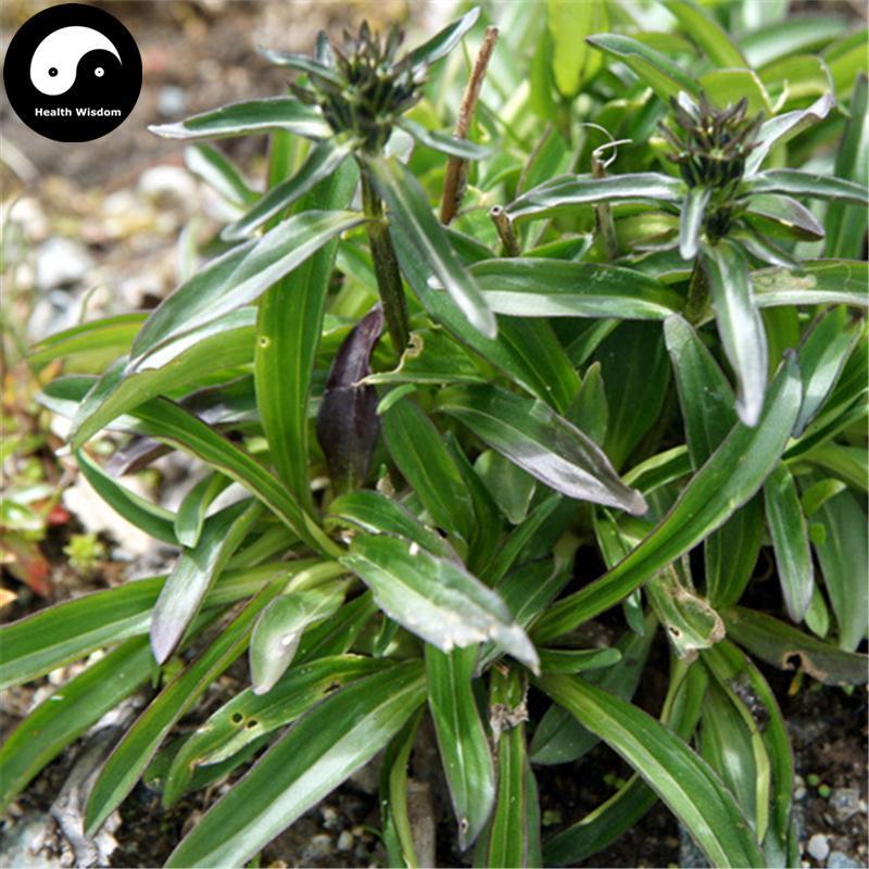 Long Dan Cao 龙胆草, Radix Gentianae, Chinese Gentian Root, Gentiana Scabra-Health Wisdom™
