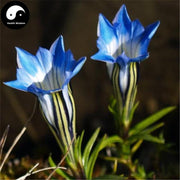 Long Dan Hua 龙胆花, Gentiana Scabra Flower Tea, Flos Gentiana-Health Wisdom™