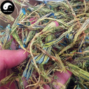 Long Dan Hua 龙胆花, Gentiana Scabra Flower Tea, Flos Gentiana-Health Wisdom™