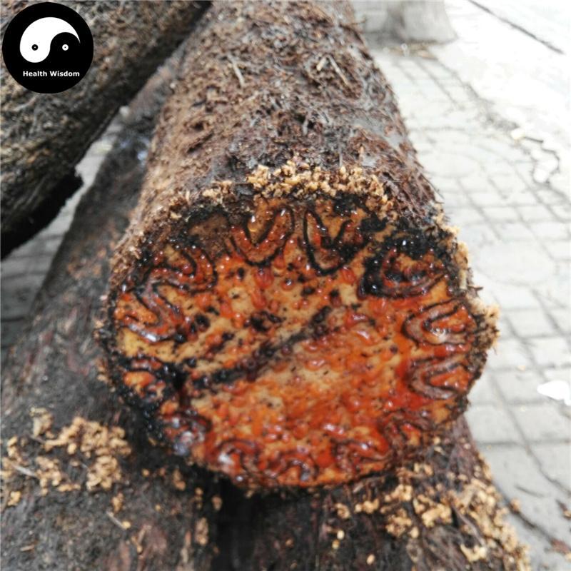 Long Gu Feng 龙骨风, Da Guan Zhong, Rhizoma Dryopteris Crassirhizomae, Fei Tian Qin Luo-Health Wisdom™