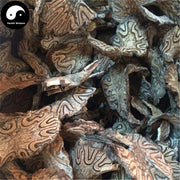 Long Gu Feng 龙骨风, Da Guan Zhong, Rhizoma Dryopteris Crassirhizomae, Fei Tian Qin Luo-Health Wisdom™