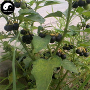 Long Kui Cao 龍葵草, Black Nightshade Herb, Herba Solani Nigri, Ku Kui, Tian Qie Zi-Health Wisdom™