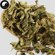 Long Li Ye 龙脷叶, Folium Sauropi, Dragon's Tongue Leaf 龙舌叶-Health Wisdom™