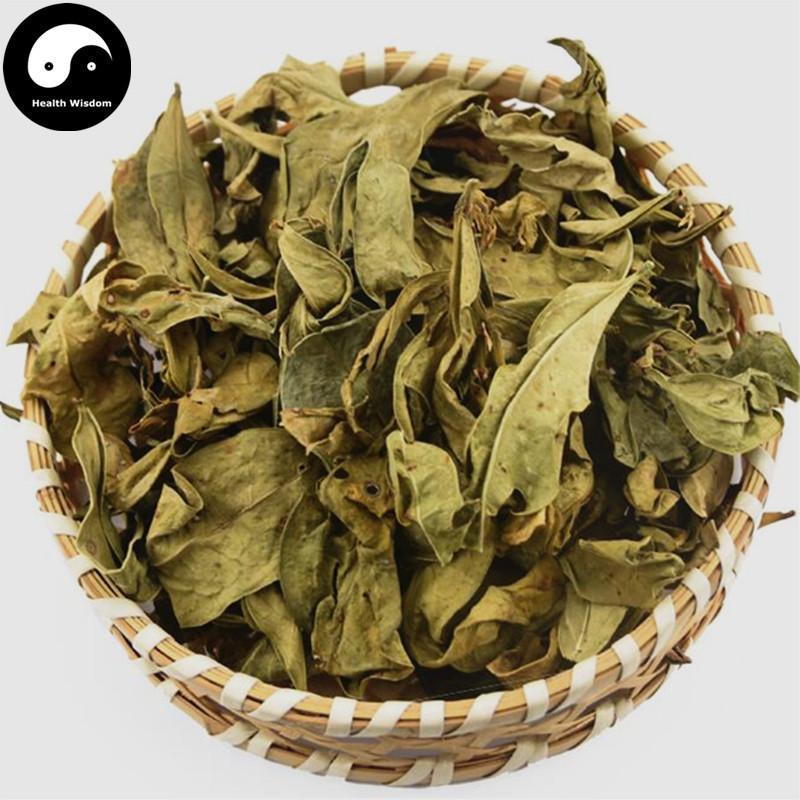 Long Li Ye 龙脷叶, Folium Sauropi, Dragon's Tongue Leaf 龙舌叶-Health Wisdom™