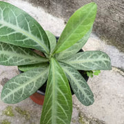 Long Li Ye 龙脷叶, Folium Sauropi, Sauropus Spatulifolius, Dragon's Tongue Leaf-Health Wisdom™