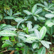 Long Li Ye 龙脷叶, Folium Sauropi, Sauropus Spatulifolius, Dragon's Tongue Leaf-Health Wisdom™